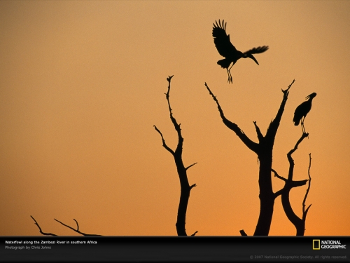 waterfowl-zambezi-river-504697-lw.jpg