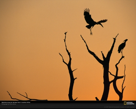 waterfowl-zambezi-river-504697-xl.jpg