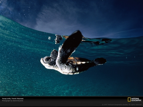 young-turtle-french-polynesia-513638-lw.jpg