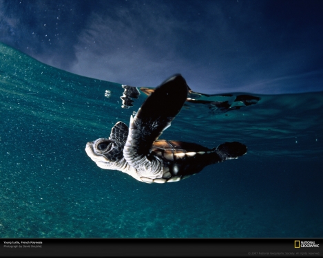 young-turtle-french-polynesia-513638-xl.jpg
