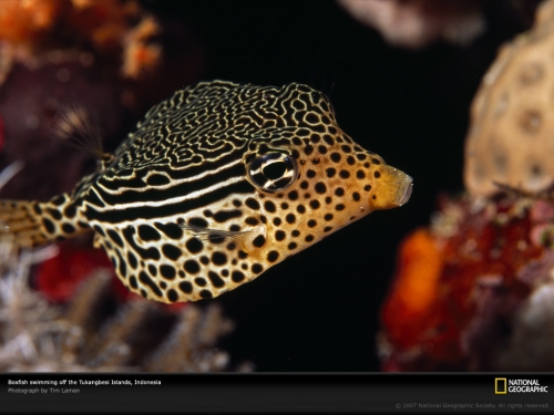 striped-boxfish-indonesia-977797-lw.jpg