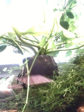 IMG0046A.jpg