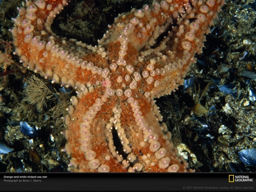 sea-star-myanmar-961556-lw.jpg
