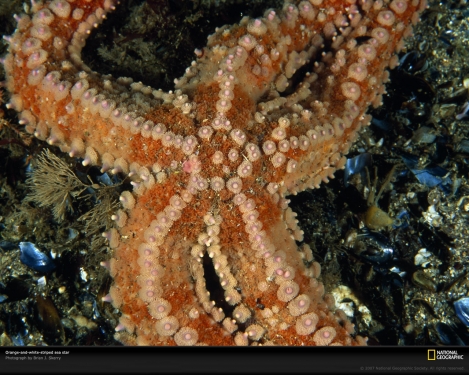 sea-star-myanmar-961556-xl.jpg