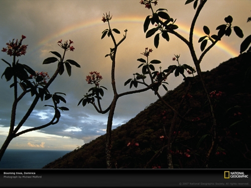 blooming-trees-dominica-90466-lw.jpg