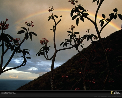 blooming-trees-dominica-90466-xl.jpg
