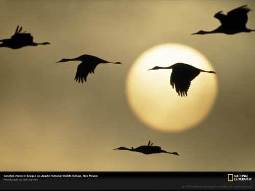 sandhill-cranes-flying-499085-lw.jpg