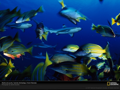sharks-grunts-tuamotu-513684-lw.jpg