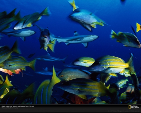 sharks-grunts-tuamotu-513684-xl.jpg
