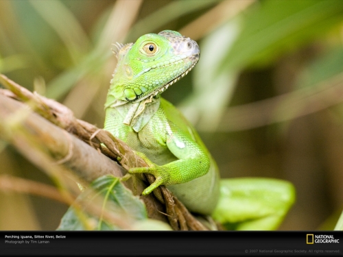 iguana-sittee-river-1047723-lw.jpg