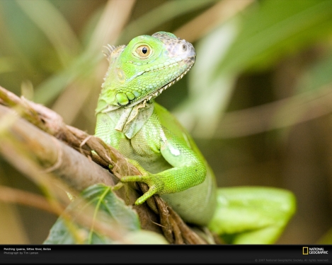 iguana-sittee-river-1047723-xl.jpg