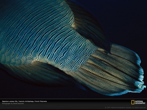 napoleon-wrass-fish-tail-513687-lw.jpg
