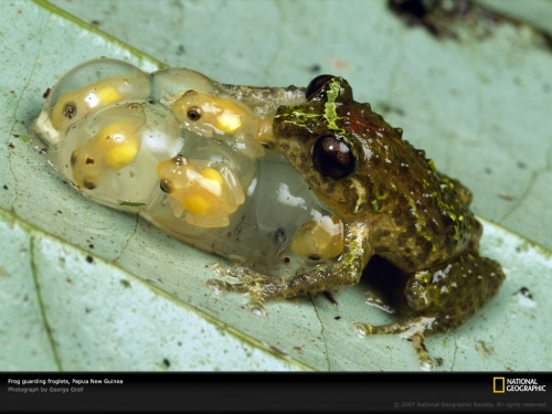 frog-guarding-froglets-678445-lw.jpg