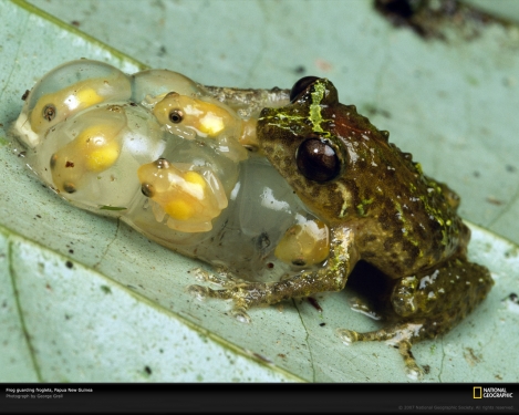 frog-guarding-froglets-678445-xl.jpg
