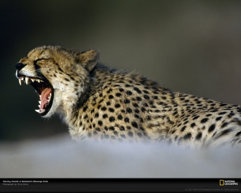 yawning-cheetah-okavango-delta-642897-xl.jpg