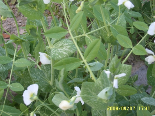 SUC50019.JPG