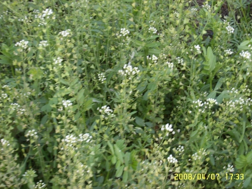 SUC50023.JPG