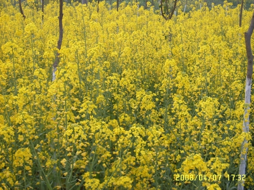 SUC50021.JPG