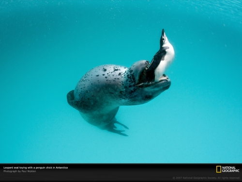 leopard-seal-with-penguin-1045588-lw.jpg
