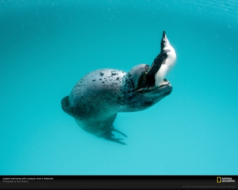 leopard-seal-with-penguin-1045588-xl.jpg