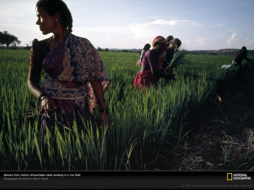 untouchable-women-plant-rice-732963-lw.jpg