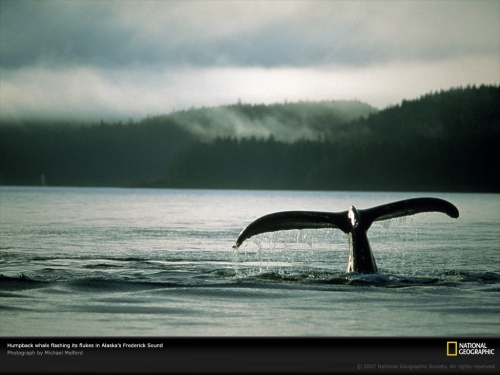 whale-tail-frederick-sound-92709-lw.jpg