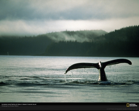 whale-tail-frederick-sound-92709-xl.jpg