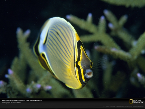 redfin-butterflyfish-963660-lw.jpg