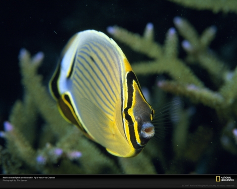 redfin-butterflyfish-963660-xl.jpg