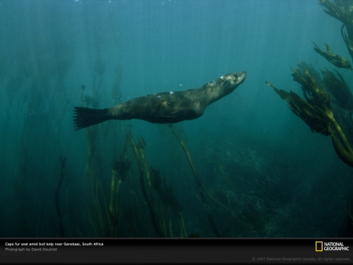 cape-fur-seal-kelp-707638-lw.jpg