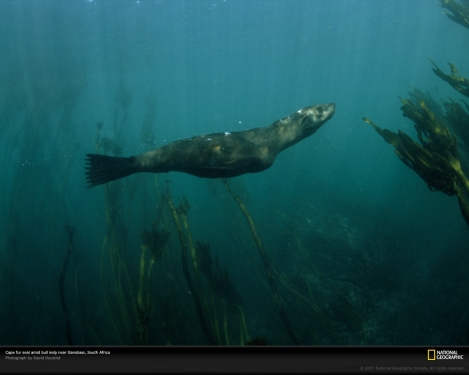 cape-fur-seal-kelp-707638-xl.jpg
