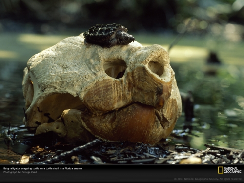 baby-alligator-snapping-turtle-508509-lw.jpg