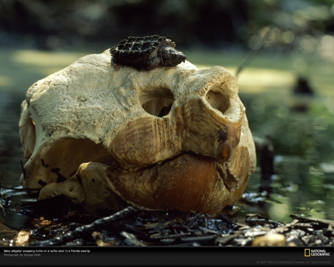 baby-alligator-snapping-turtle-508509-xl.jpg