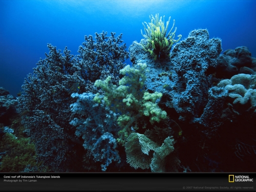 multicolored-coral-reef-977807-lw.jpg