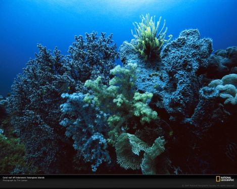 multicolored-coral-reef-977807-xl.jpg