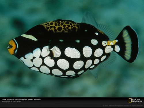 clown-triggerfish-indonesia-977806-lw.jpg