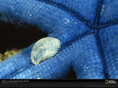mollusk-on-sea-star-977842-lw.jpg