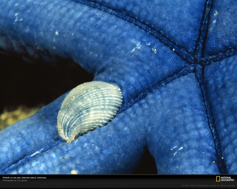 mollusk-on-sea-star-977842-xl.jpg