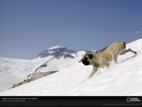mastiff-on-mountain-154882-lw.jpg
