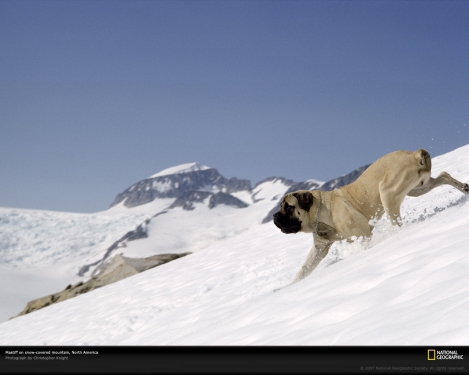 mastiff-on-mountain-154882-xl.jpg