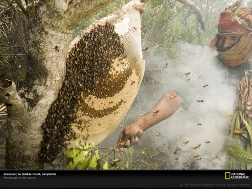 beekeeper-bangladesh-1047782-lw.jpg