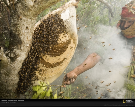 beekeeper-bangladesh-1047782-xl.jpg
