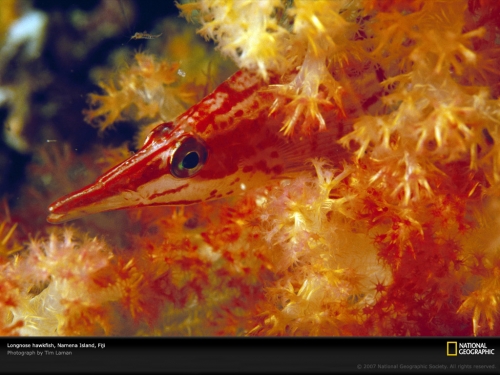 longnose-hawkfish-fiji-963666-lw.jpg
