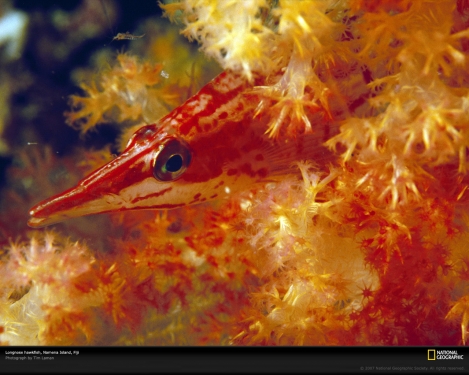 longnose-hawkfish-fiji-963666-xl.jpg