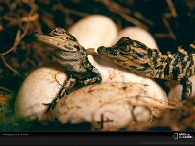 baby-alligators-nest-johns-492927-lw.jpg