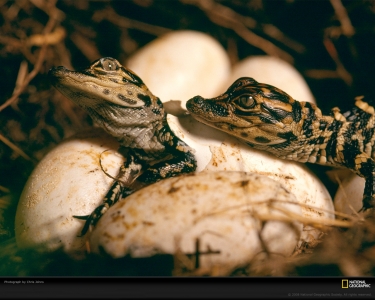 baby-alligators-nest-johns-492927-xl.jpg