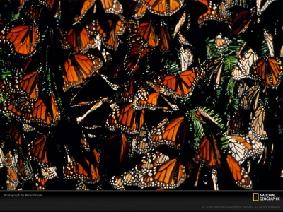 monarch-butterflies-essick-764411-lw.jpg