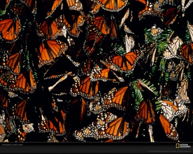 monarch-butterflies-essick-764411-xl.jpg
