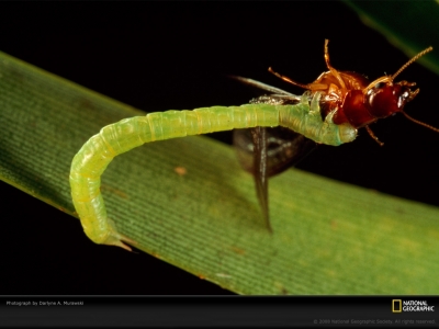 caterpillar-termite-murawski-735450-lw.jpg