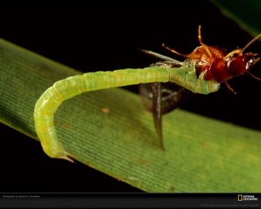 caterpillar-termite-murawski-735450-xl.jpg